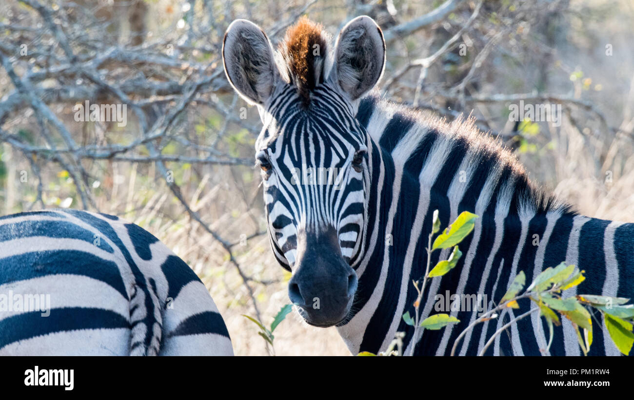 Eine schöne Nahaufnahme von Zebras im Wilden in dichter Vegetation und Bush. Die zebrastreifen sind klar mit grünen Blättern hervorstehende im Bild. Sonnig Stockfoto