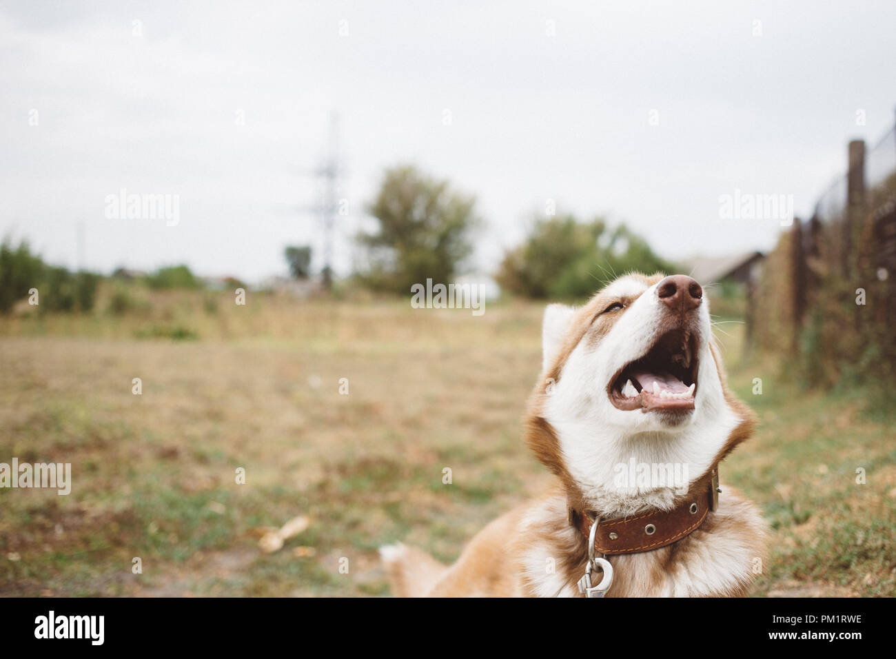 Gerne Schnauze Siberian husky. Red Husky Hund im Freien Stockfoto