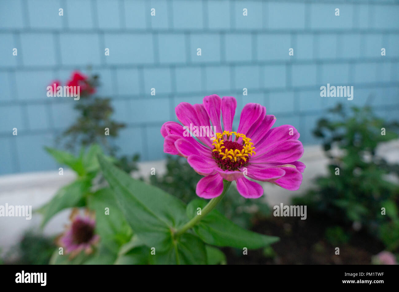 Zu Fuß durch das schöne farbige Blume knallte, um Hallo zu sagen Stockfoto