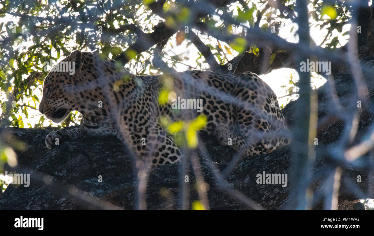 Leopard Sichtung in der Wildnis mit ausgezeichneten Tarnung im Krüger Nationalpark, Südafrika. Es ist gut, natürliches Licht, ausgezeichnete Bodendecker Stockfoto