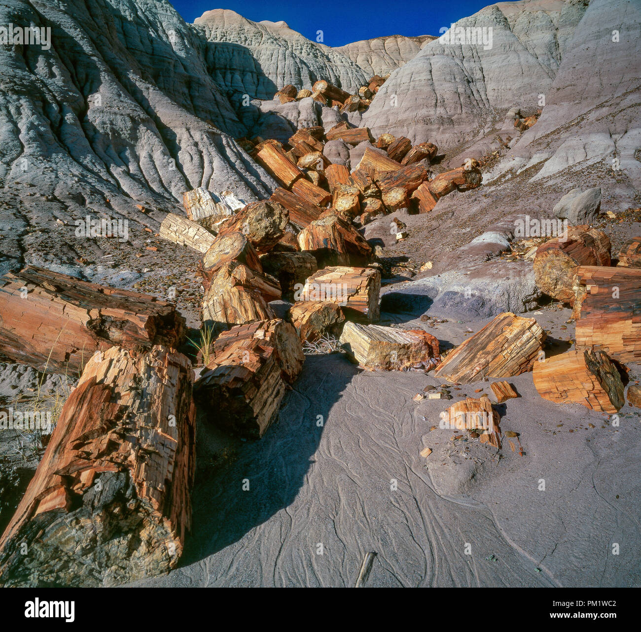 Versteinertes Holz, Blue Mesa, Petrified Forest National Park, Arizona Stockfoto