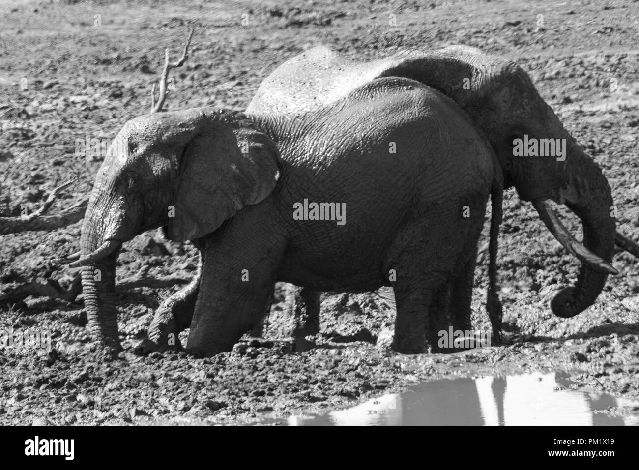 Drei Elefanten glücklich spielen rund um ein Loch nach dem mudbathing. Sie sind Knie tief im Schlamm. Das Bild der Stoßzähne in Schwarz und Weiß. Stockfoto