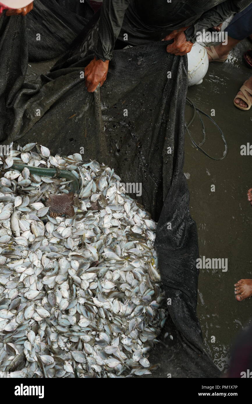 Frischen Fang von Fischen wurden auf der Fanggründe durch die Gruppe der lokalen Fischer gefangen Stockfoto