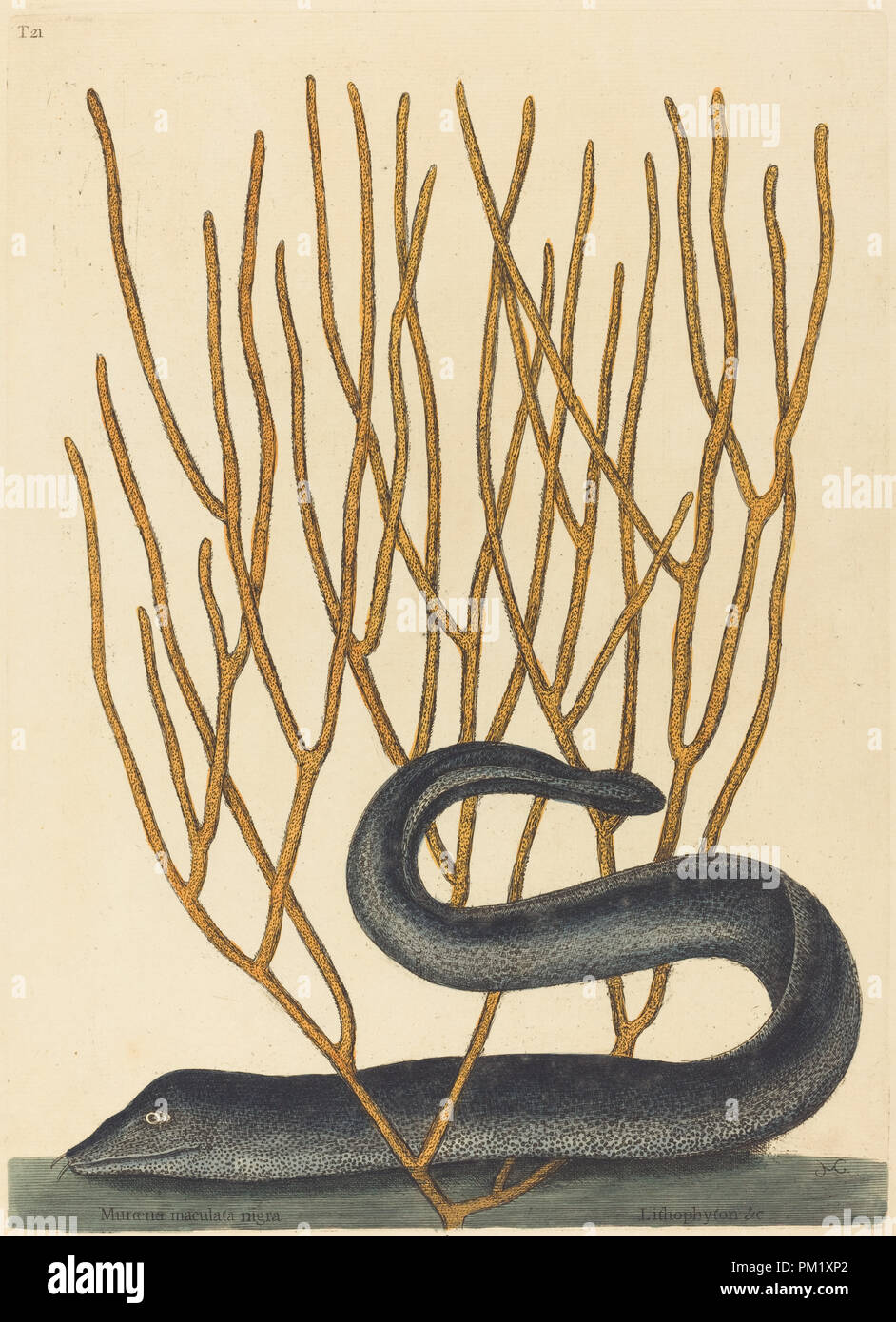 Die schwarze Muray (Muraenae helenae varietas). Vom: veröffentlicht 1754. Abmessungen: Platte: 35,2 x 25,4 cm (13 7/8 x 10 in.) Blatt: 45,1 x 31,3 cm (17 3/4 x 12 5/16 in.). Medium: Hand - farbige Gravur auf Bütten. Museum: Nationalgalerie, Washington DC. Autor: Mark Catesby. Stockfoto