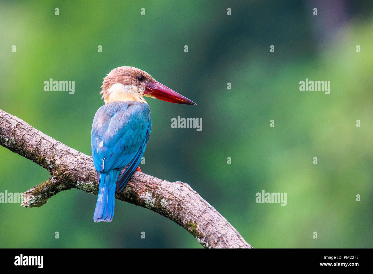 Stork-billed Kingfisher Stockfoto