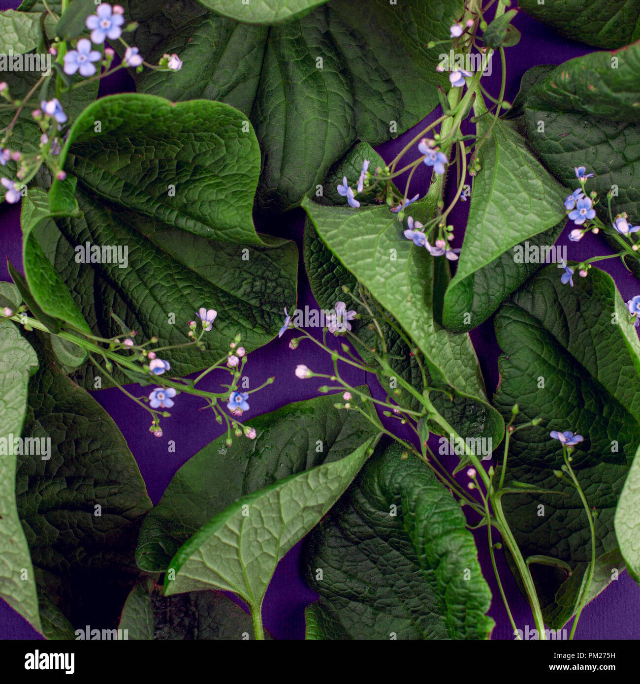 Kreative Natur Blätter Layout. Übernatürliche Konzept, ultra violette Farben Hintergrund, Mode Stil Stockfoto