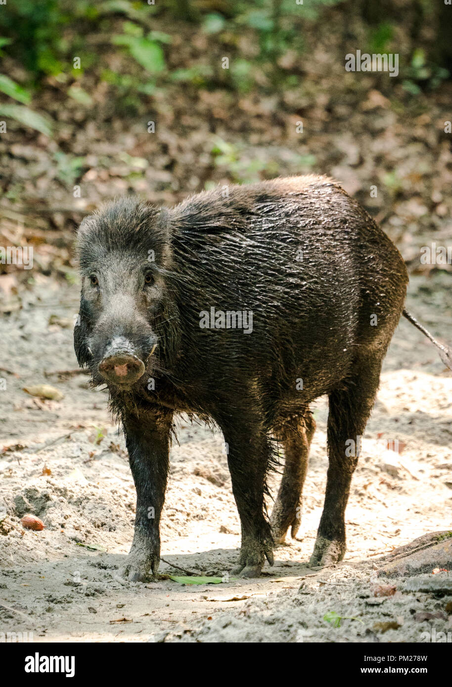 Wildschwein männlichen Fütterung im Dschungel in Asien. Natur und Tier Foto Stockfoto