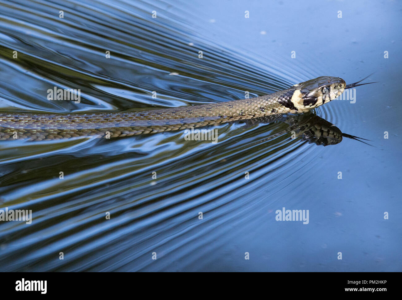 17. September 2018, Brandenburg, Straupitz: eine Ringelnatter (Natrix natrix) schwimmend auf einem Fluß in den Spreewald. Foto: Patrick Pleul/dpa-Zentralbild/ZB Stockfoto