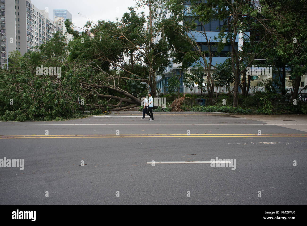 Menschen gehen Vergangenheit liegendem Baum nach Taifun Mangkhut hits Shenzhen in der Provinz Guangdong im Süden Chinas. Stockfoto