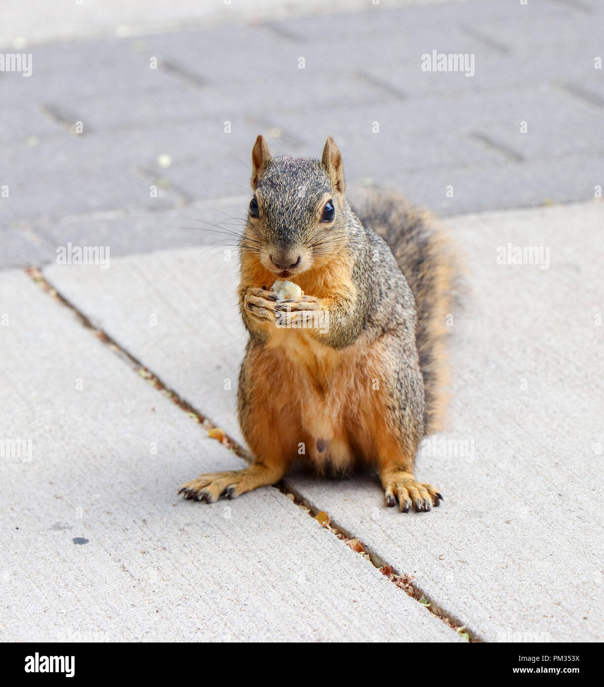 Eichhörnchen essen Cracker, die auf den Boden fiel Stockfoto