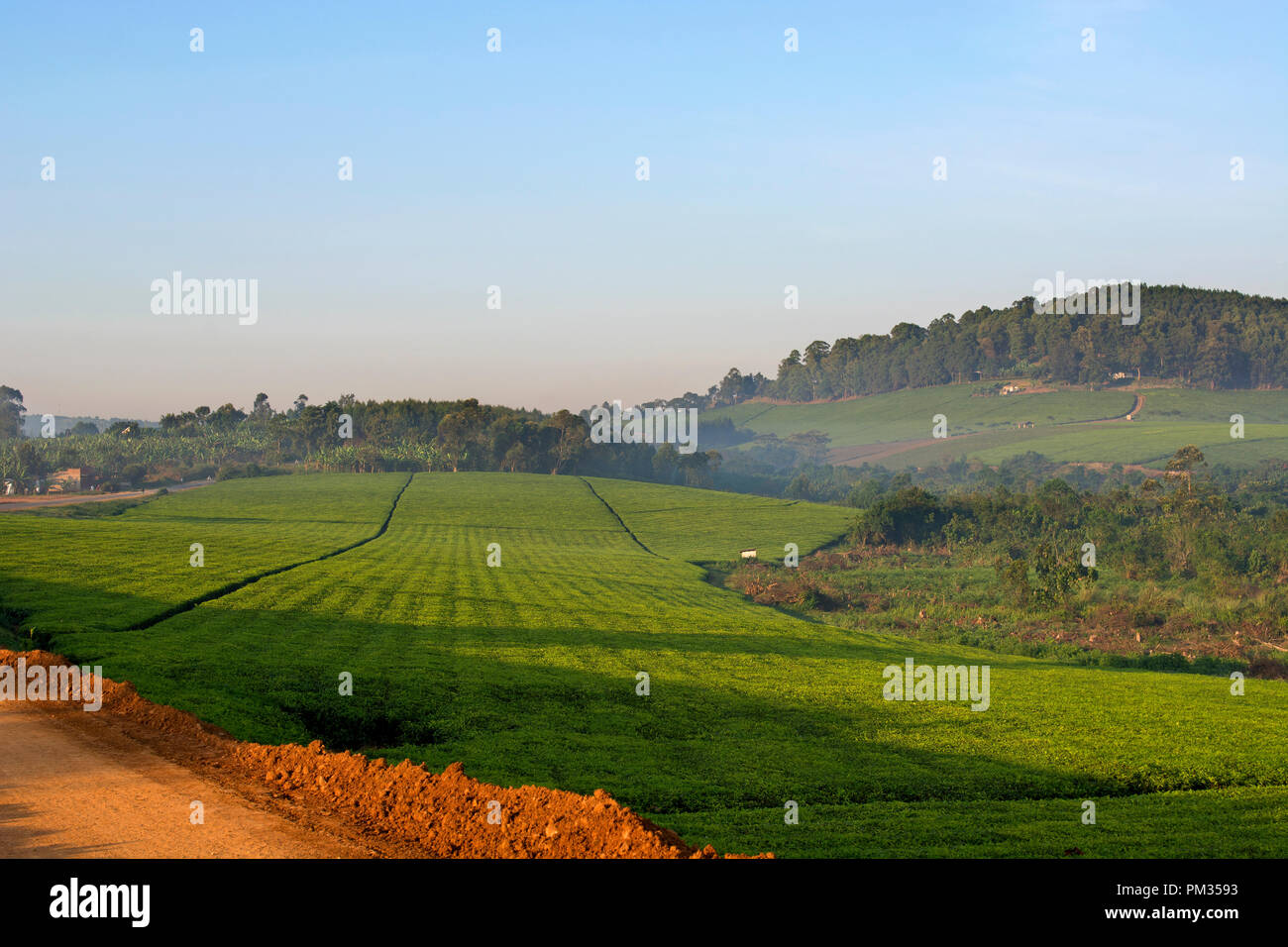 Tee Plantage, Plantagen, Kaffee Farmen, Uganda Ostafrika Stockfoto
