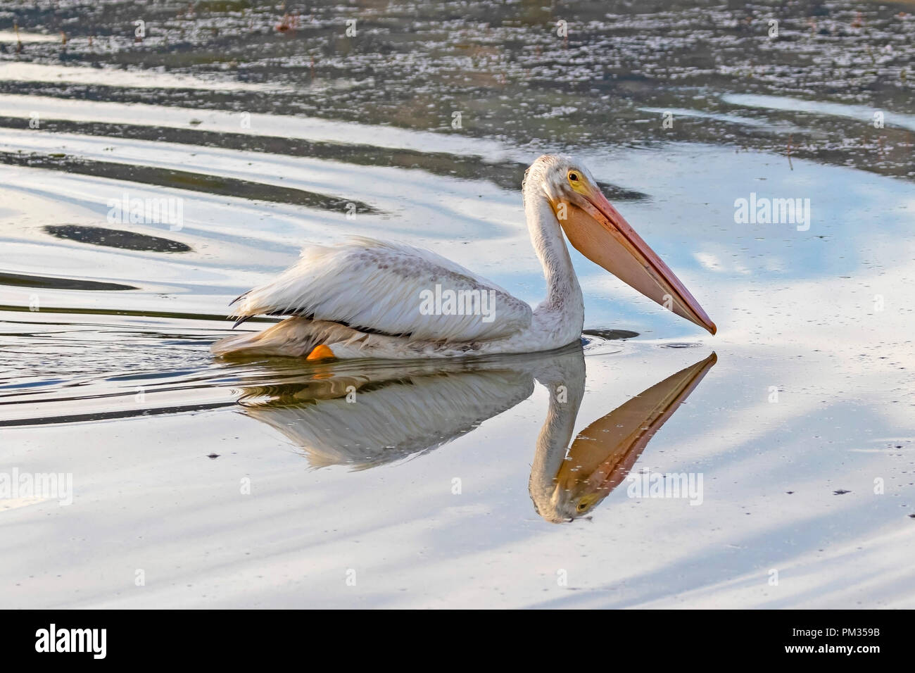 Vogel weiße Pelikan Schwimmen bei Big Bear Lake in der Kalifornischen Berge Stockfoto