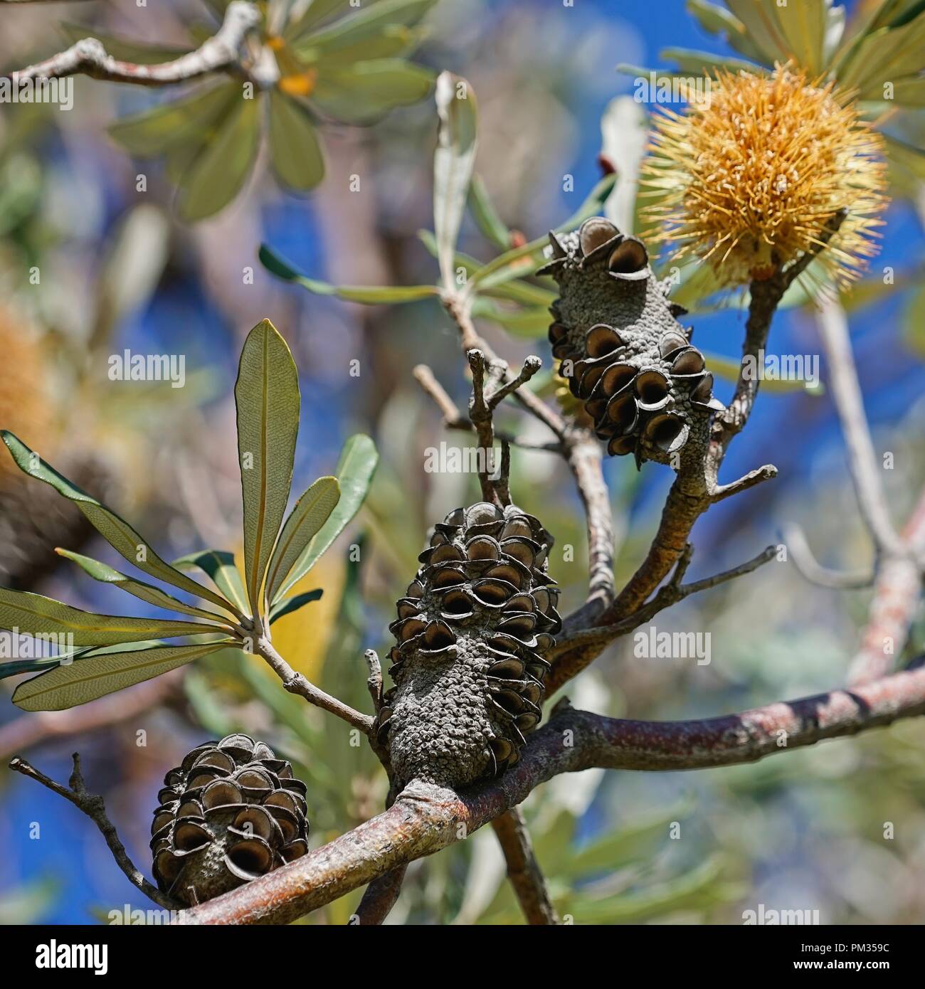 Banksia Zapfen und Blume, Nahaufnahme, von Blättern und Zweigen umgeben. Eine einheimische Pflanze. Stockfoto