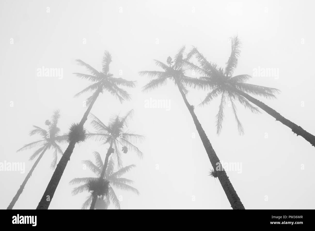 Ein Wald von Wachs Palmen wachsen hoch in den Himmel verschwinden im Nebel, in Cocora Tal, Kolumbien Stockfoto