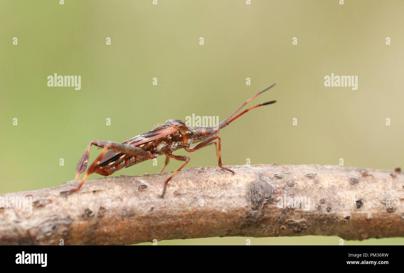 Eine hübsche Western Nadelbaum Same Bug (Leptoglossus occidentalis) Coreidae Anzeige auf einen Zweig. Stockfoto