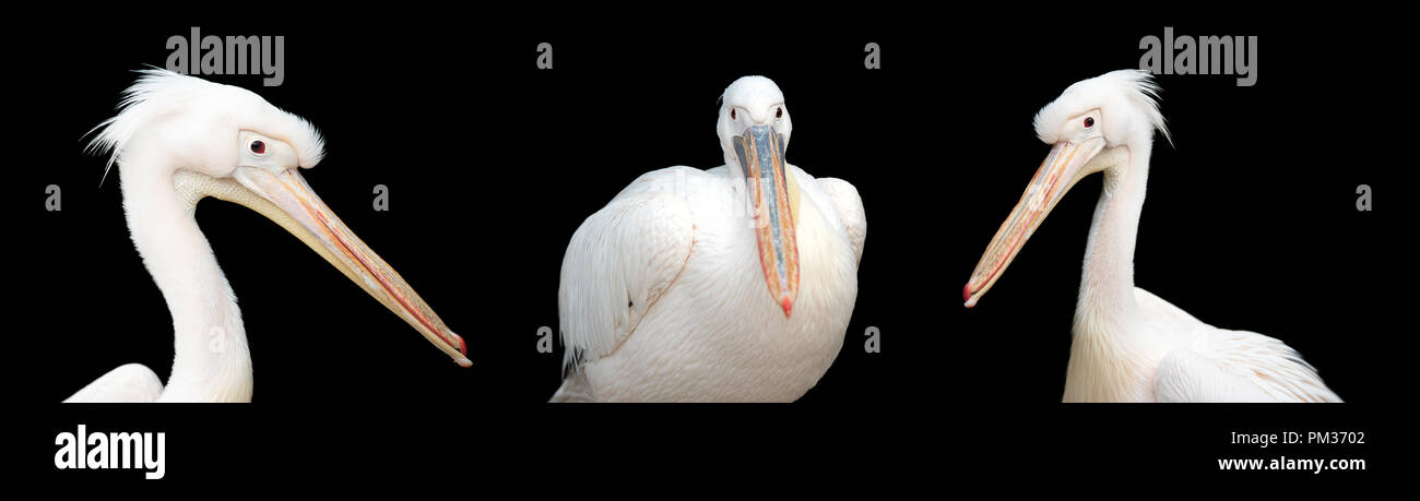 Drei pelican Portrait auf schwarzem Hintergrund Stockfoto