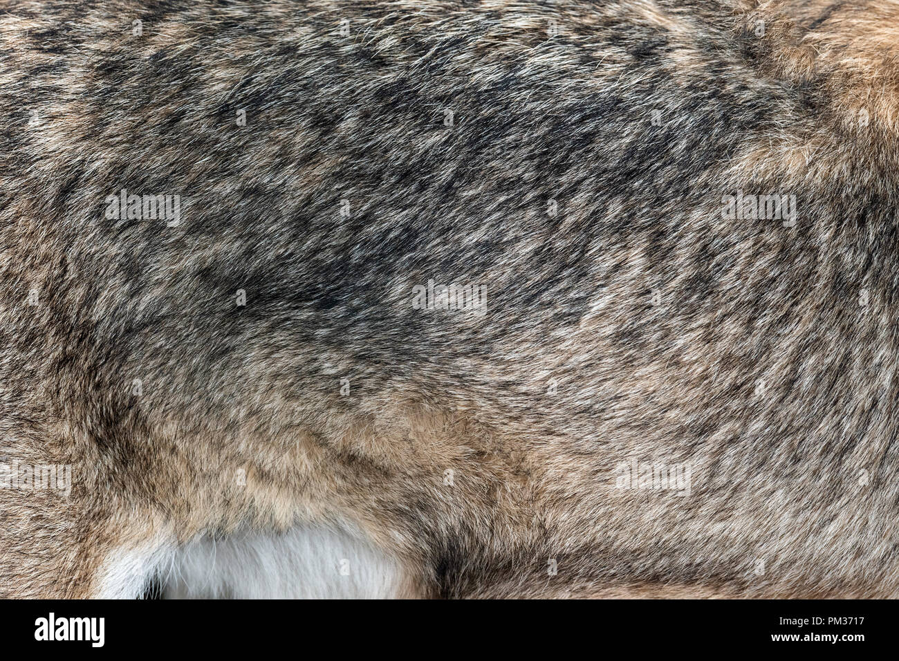 Closeup echten Wolf Hautstruktur. Wolf Fell Hintergrund Textur Hintergrund Stockfoto