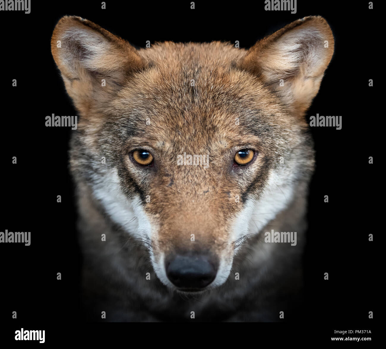 Close up Portrait von einem grauen Wolf (Canis Lupus) auf schwarzem Hintergrund Stockfoto