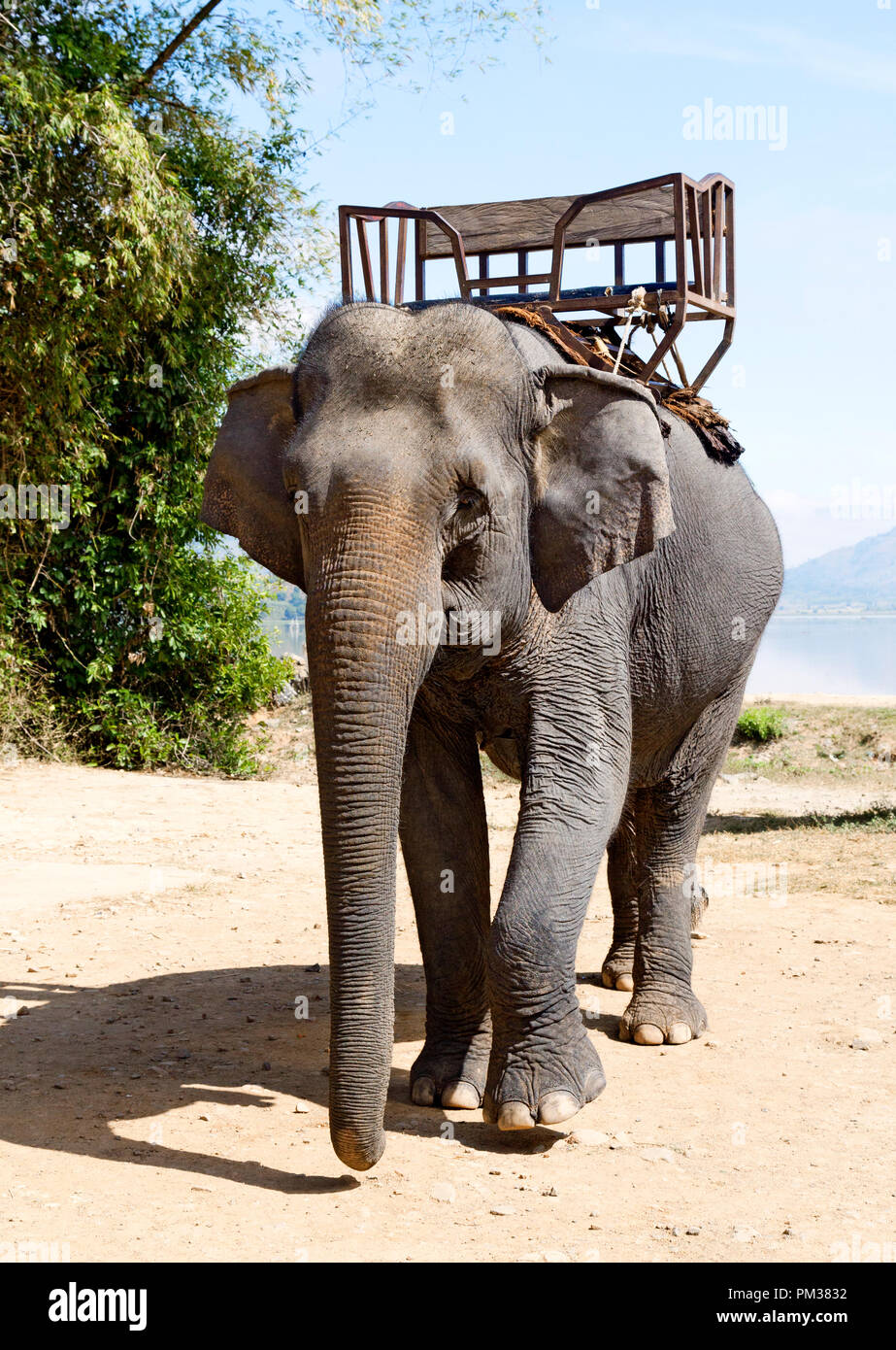 Elefanten reiten Stockfoto