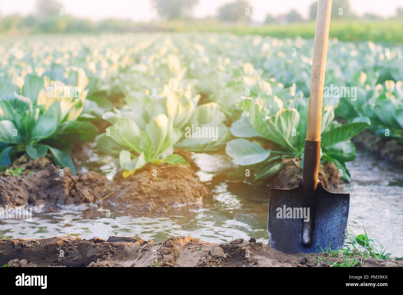 Natürliche Bewässerung von landwirtschaftlichen Kulturen, Bewässerung. Kohl Plantagen wachsen im Bereich Gemüsesaatgut Zeilen. Landwirtschaft Landwirtschaft Stockfoto