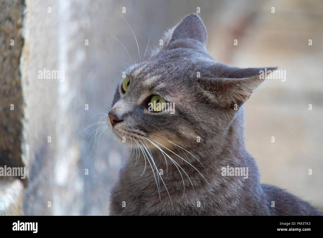 Super niedlich isoliert graue Katze Portrait auf der Straße Stockfoto