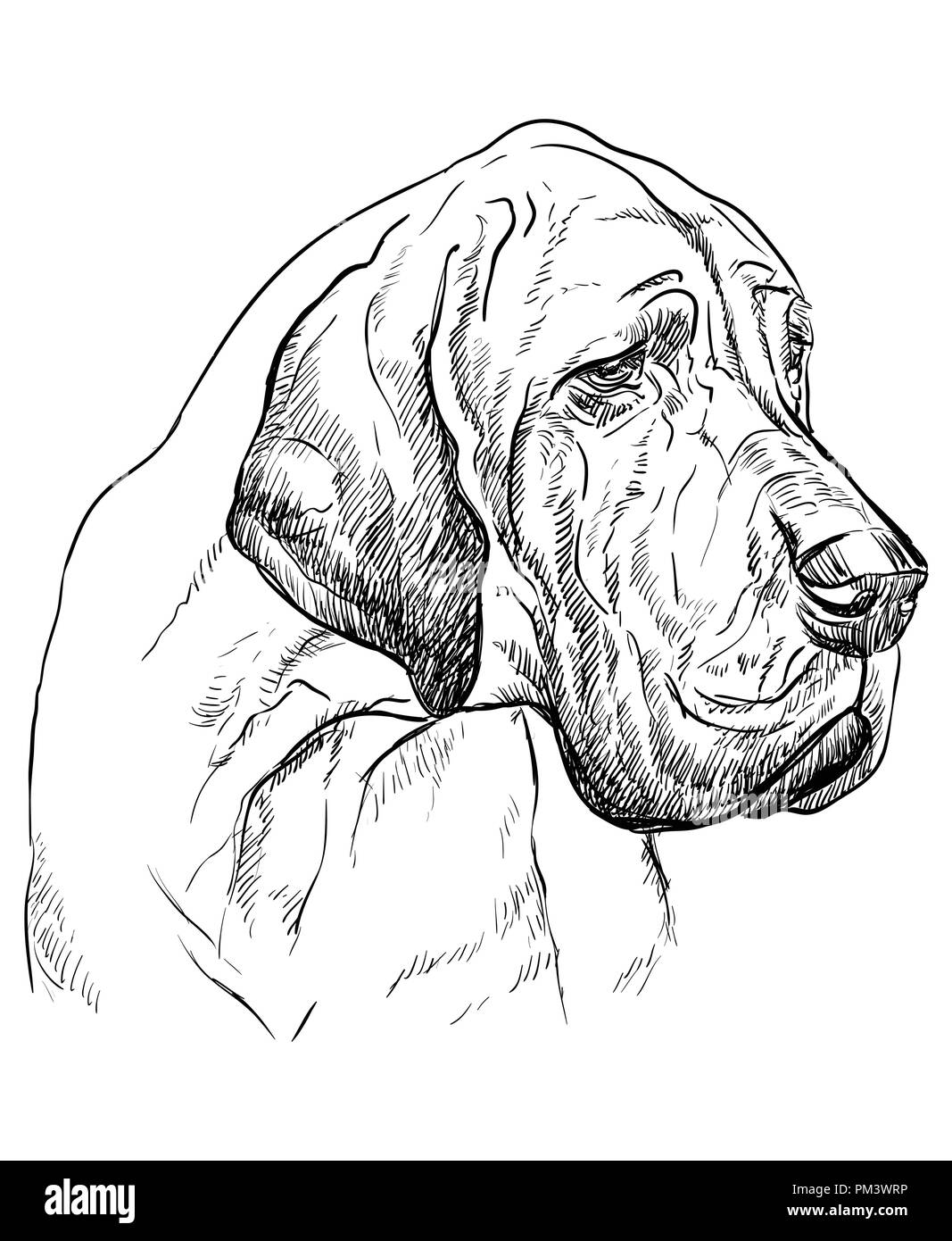 Dogge Vektor hand Zeichnung Illustration in schwarzer Farbe auf weißem Hintergrund Stock Vektor