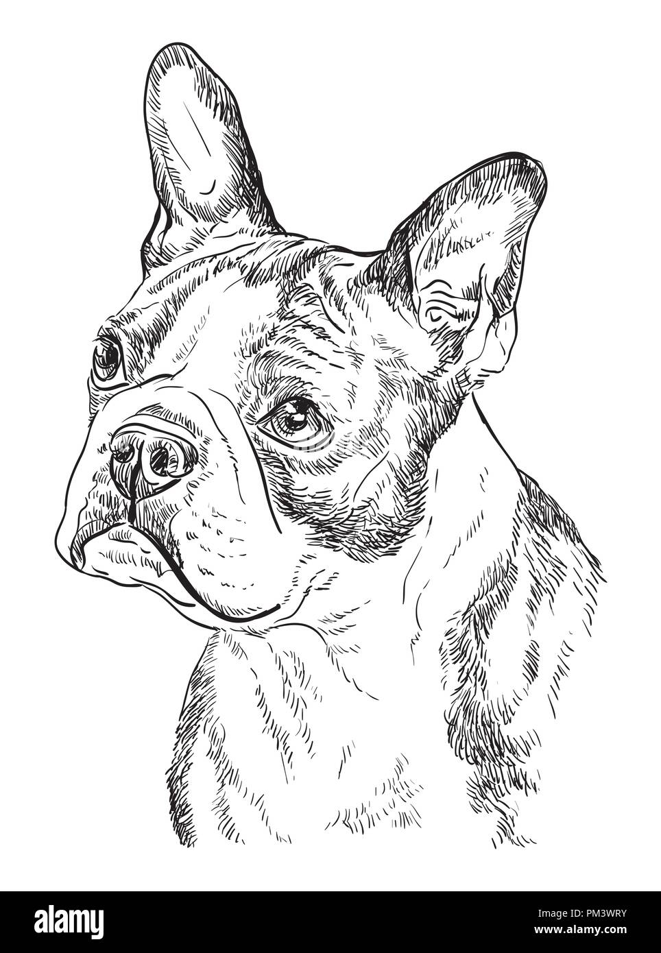 Boston Terrier Vektor hand Zeichnung Illustration in schwarzer Farbe auf weißem Hintergrund Stock Vektor