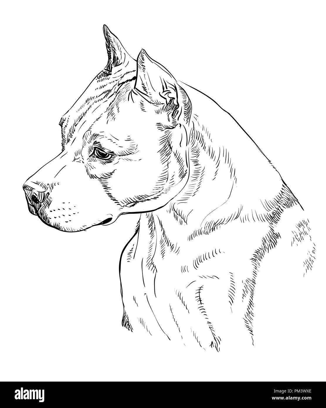 American Staffordshire Terrier Vektor hand Zeichnung Illustration in schwarzer Farbe auf weißem Hintergrund Stock Vektor