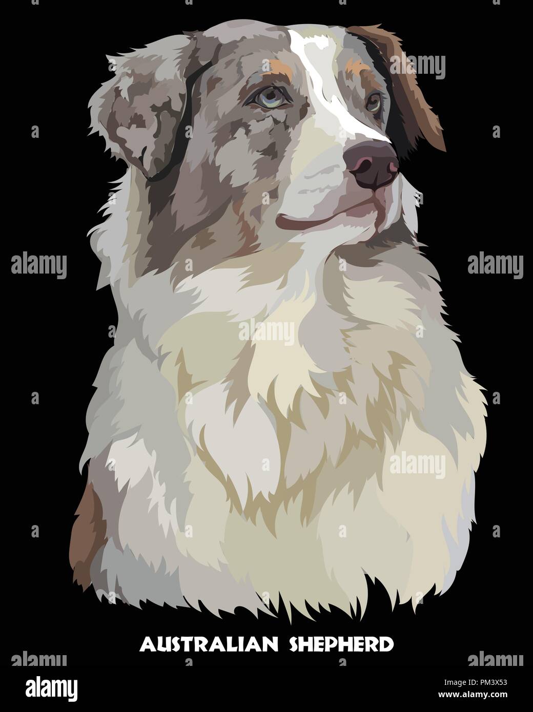 Farbige Portrait von Australian Shepherd isoliert Vector Illustration auf schwarzem Hintergrund Stock Vektor