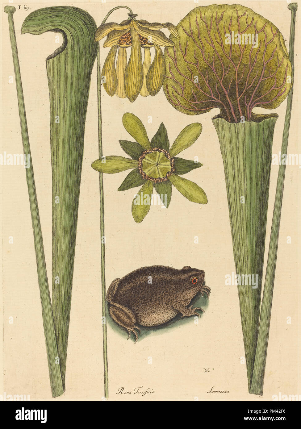 Das Land Frosch (Rana). Vom: 1731-1743 veröffentlicht. Abmessungen: Platte: 34,9 x 25,9 cm (13 3/4 x 10 1/4 in.) Blatt: 50,4 x 35,5 cm (19 13/16 x 14 in.). Medium: Hand - farbige Gravur auf Bütten. Museum: Nationalgalerie, Washington DC. Autor: Mark Catesby. Stockfoto