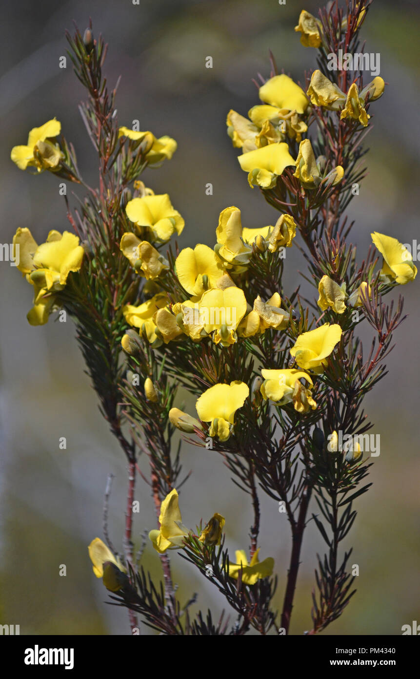 Gelbe Blumen der australischen Ureinwohner Große Auslage Erbse, Gompholobium grandiflorum, Royal National Park, Sydney, Australien. Frühjahr blühen. Stockfoto
