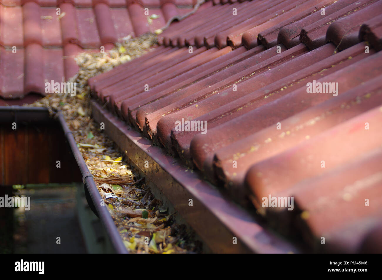 Rinne durch die Blätter verstopft. Frühling und Herbst Reinigung der Dachrinne. Stockfoto