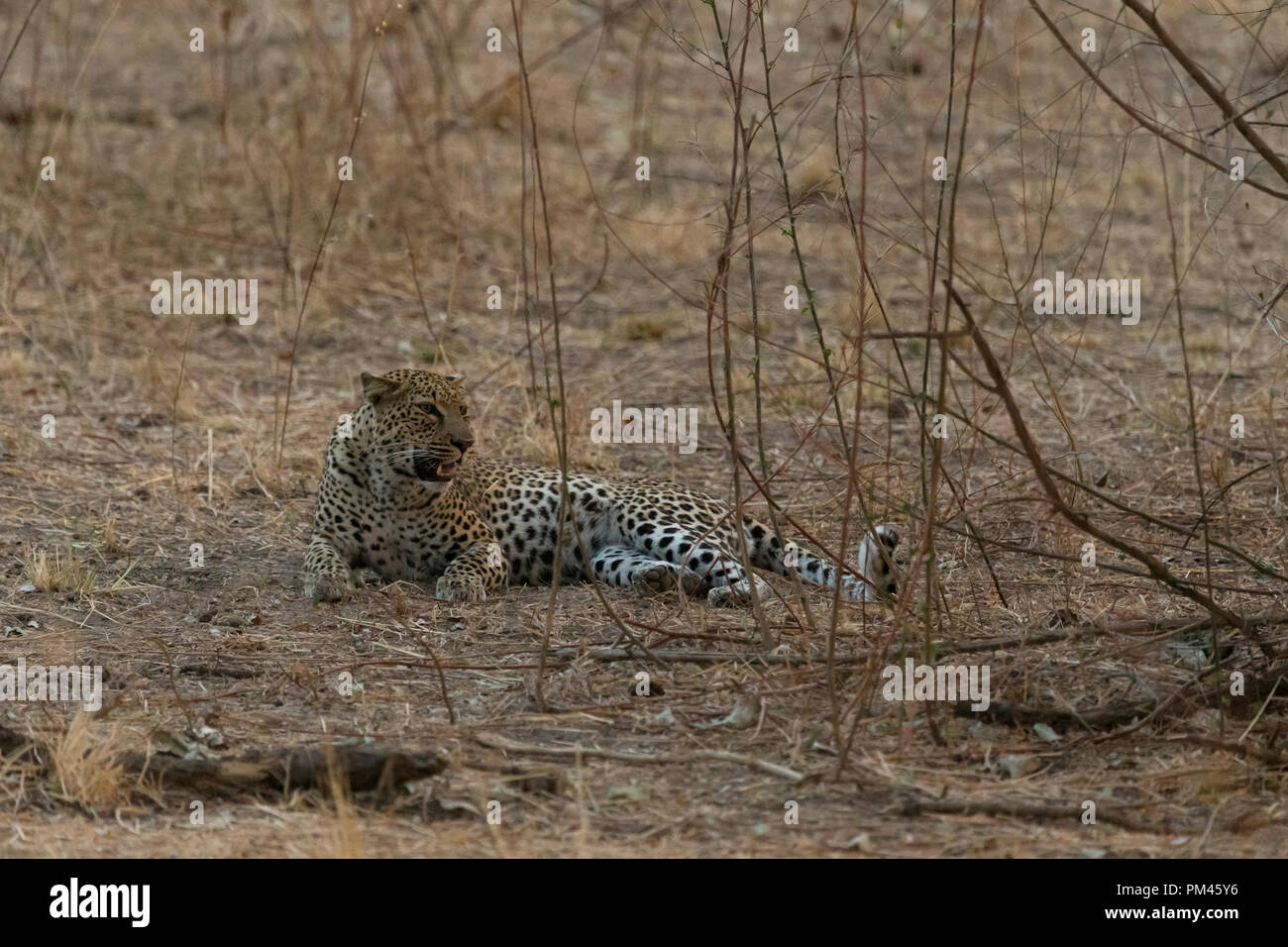 Luangwa sambia Fotos und Bildmaterial in hoher Auflösung Alamy