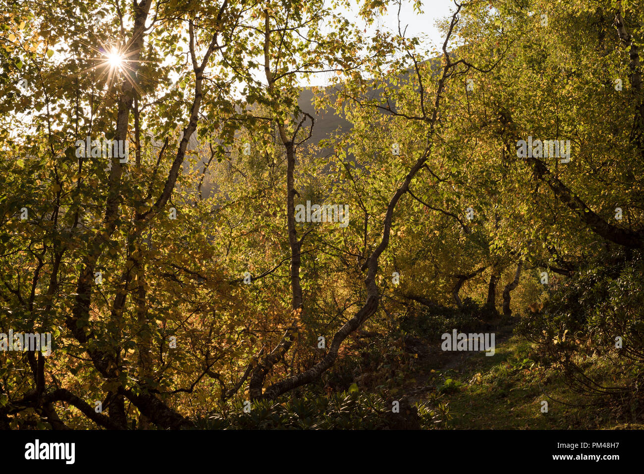 Wald Mit Herbst Laub Sonnigen Tag In Den Bergen Herbst Landschaft Mit Strahlen Der Sonne In Den Niederlassungen Naturliche Hintergrund In Gelb Schattierungen Stockfotografie Alamy