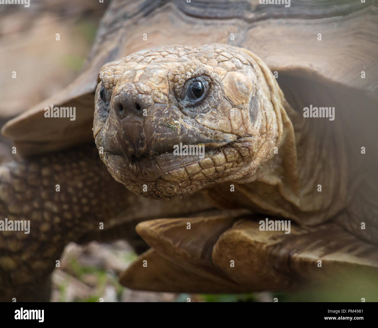 Portrait von Schildkröte mit Fokus auf it's Kopf Stockfoto