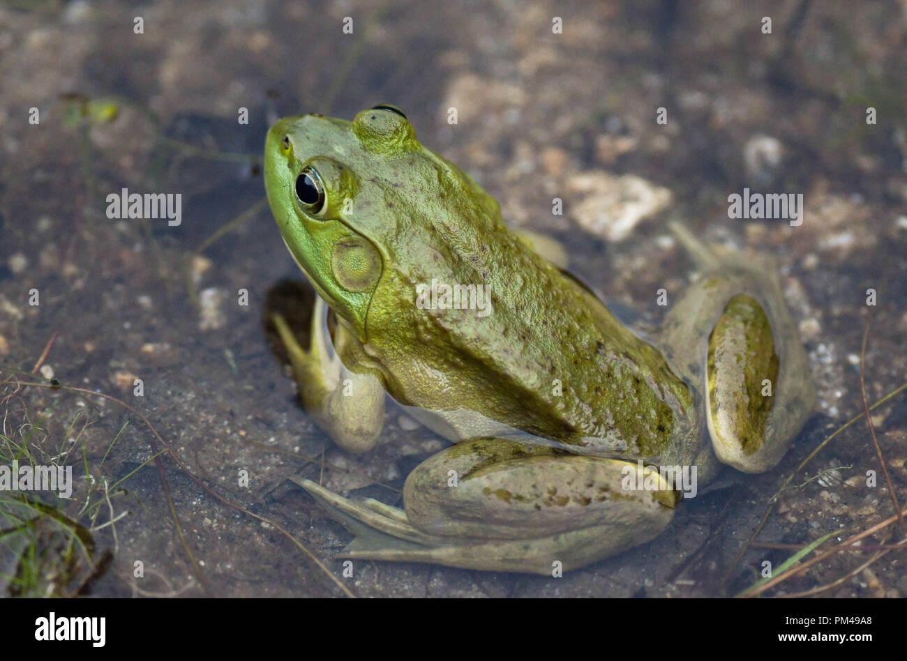 Ein grüner Frosch sitzt in einem Teich im September in New Hampshire, USA. Stockfoto