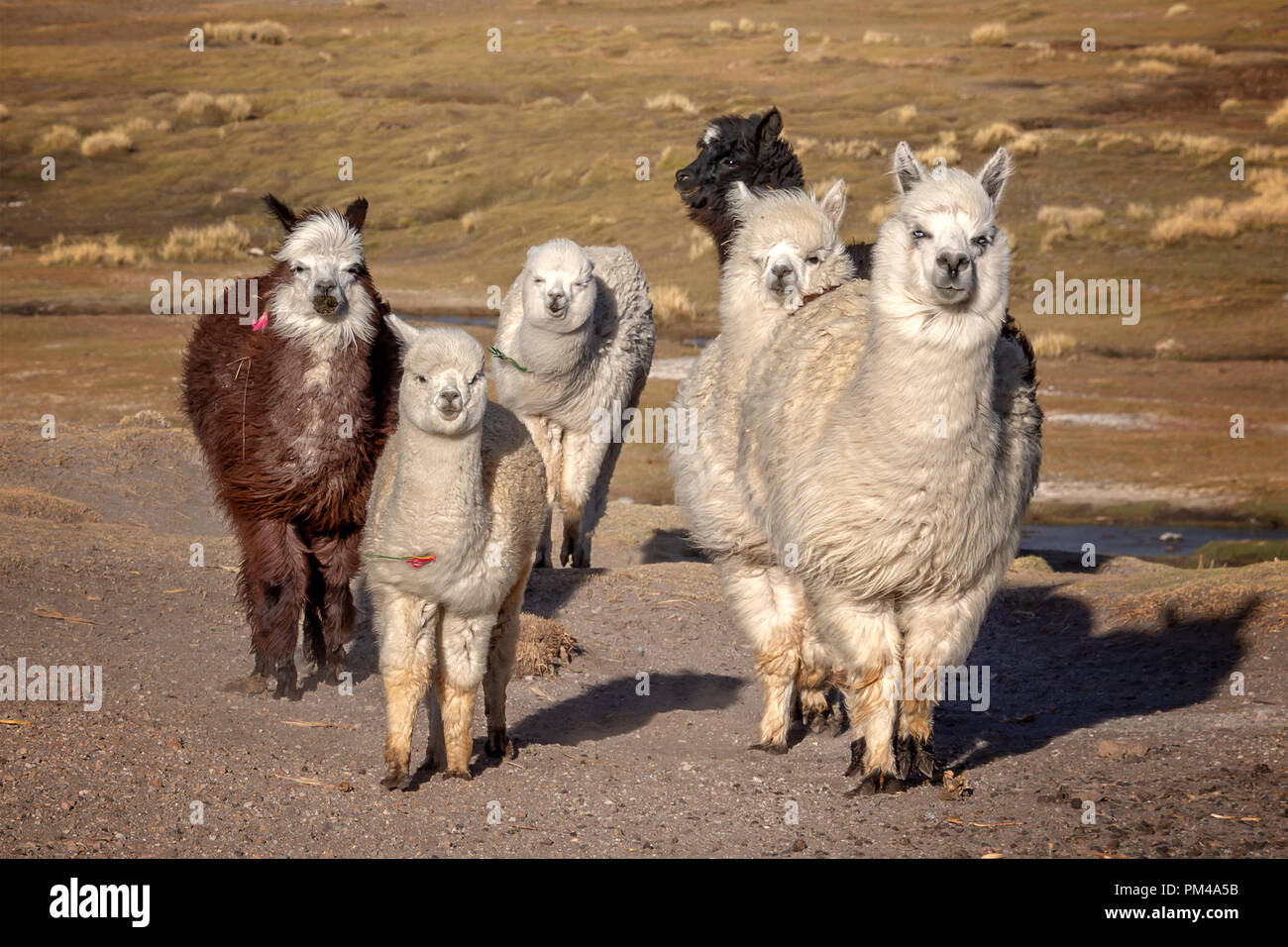 Gruppe von neugierigen Alpakas in Bolivien Stockfoto