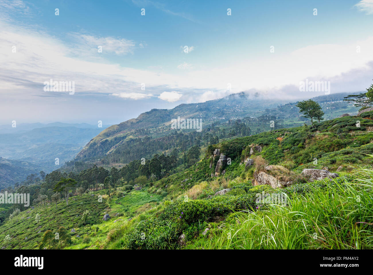Morgen Panorama über ein Tal in der Nähe von Lipton Seat, einem hohen Aussichtspunkt im Tee Plantage Hügel, Dambethenna, Haputale, Uva, Sri Lanka Stockfoto