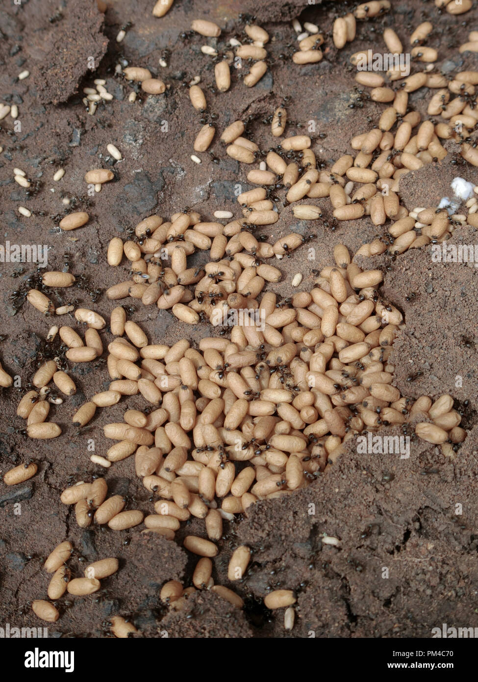 Ansicht von oben von einem exponierten Schwarze Ameisen Nest (Lasius Niger) mit Larven, Großbritannien Stockfoto