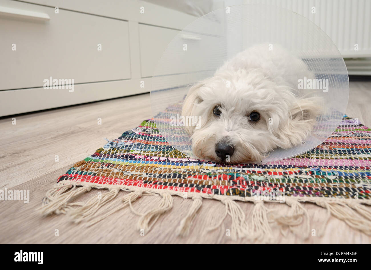 Traurig Malteser Hund mit Kunststoff elisabethanischen (Buster) Stellring Stockfoto