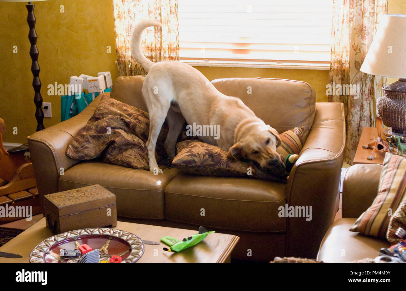 MMKS-110 Marley demoliert ein Sofa - Die neuesten "Opfer" seiner unersättlichen Appetit. Stockfoto