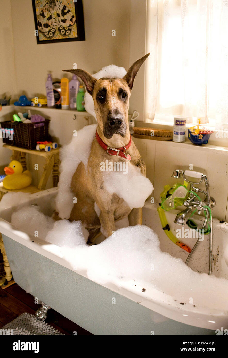 Bath Time ist nicht gleich Spaß für die weltweit am meisten geliebten Dogge, Marmaduke, 2010. Stockfoto