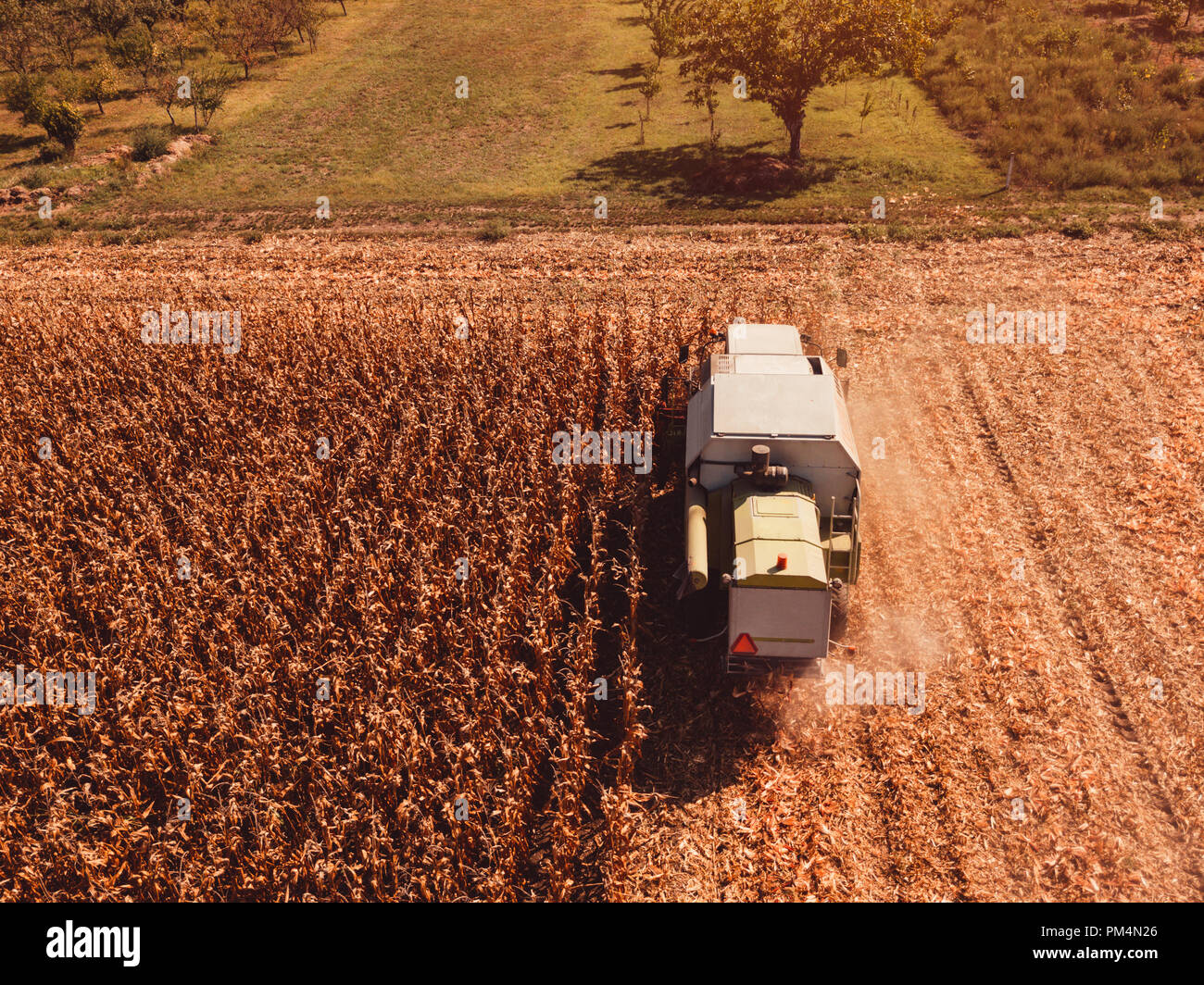 Luftaufnahmen von Mähdrescher Ernten von Mais Ernte Feld aus drohne Sicht Stockfoto