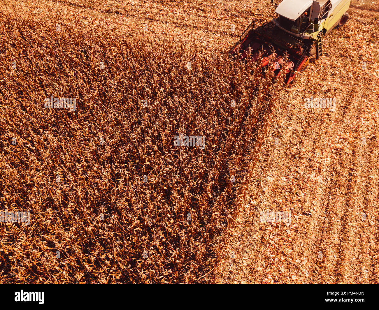 Luftaufnahmen von Mähdrescher Ernten von Mais Ernte Feld aus drohne Sicht Stockfoto