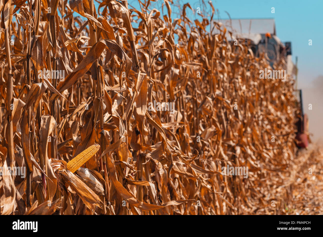 Moderne Mähdrescher ernten Mais angebaut reif im Feld Stockfoto