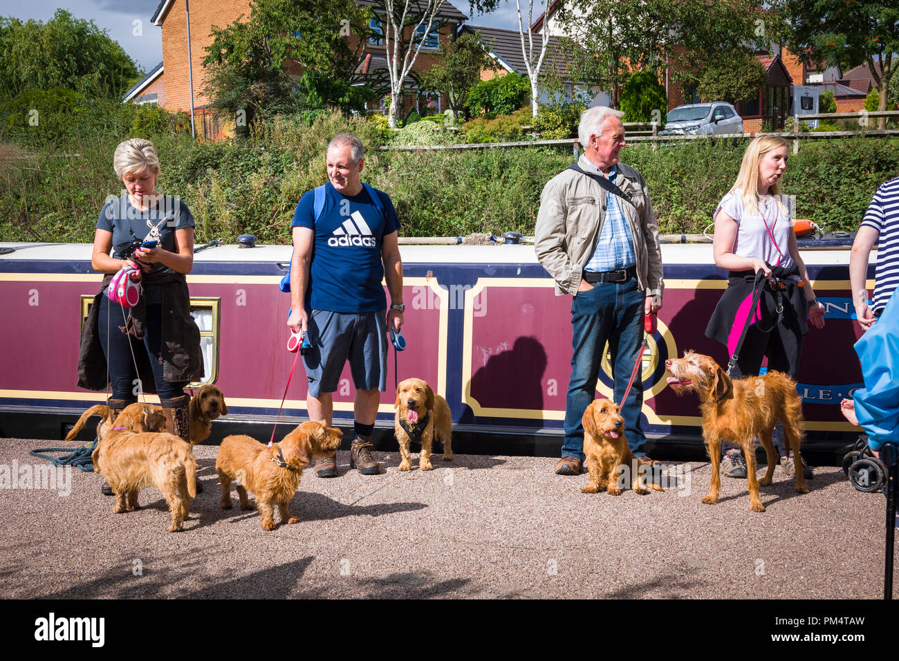 Eine Gruppe Hundehalter Montage neben theTrent & Mersey Canal in Cheshire vor einer sozialen Gruppe zu Fuß auf einem Sonntag Morgen Stockfoto