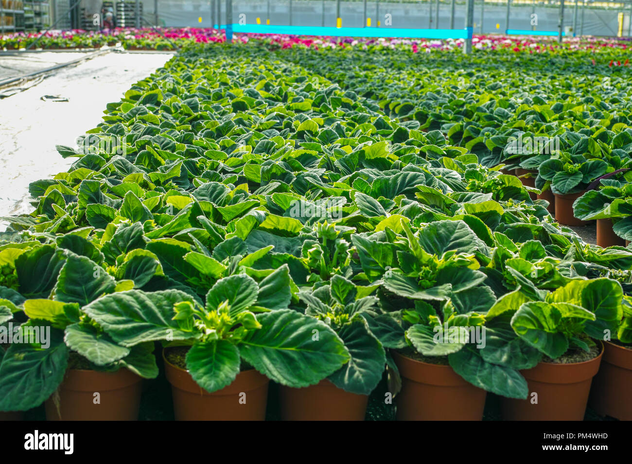 Die gloxinia blühen bunte Zimmerpflanzen kultiviert als dekorative oder ornamentalen Blumen, wachsen im Gewächshaus Stockfoto