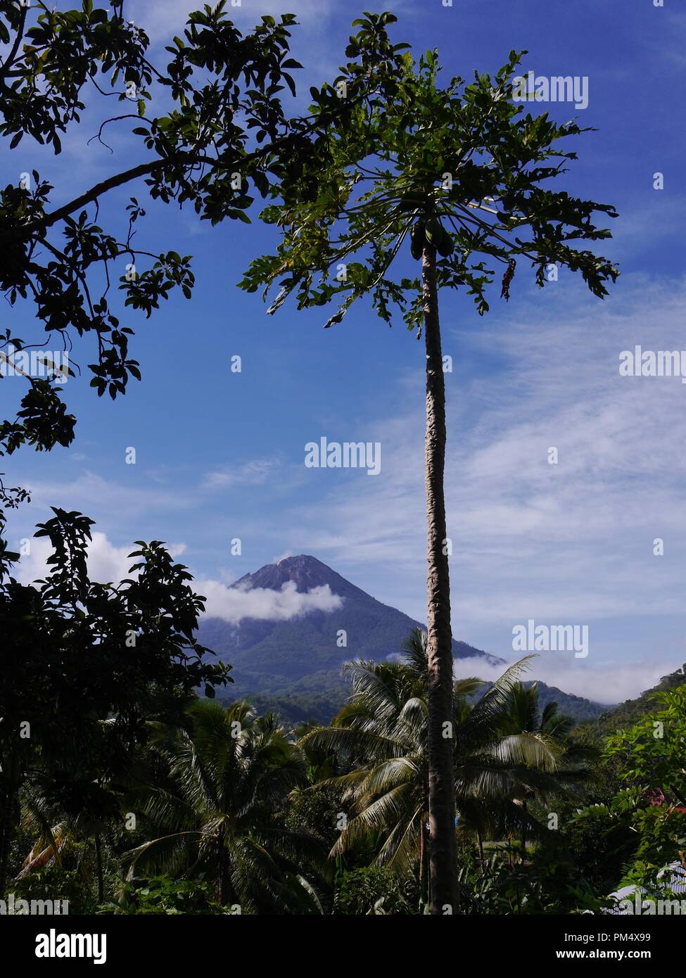 Vulkan auf der indonesischen Insel Flores inmitten üppiger Vegetation mit hohen papaya Baum im Vordergrund gerahmt Stockfoto