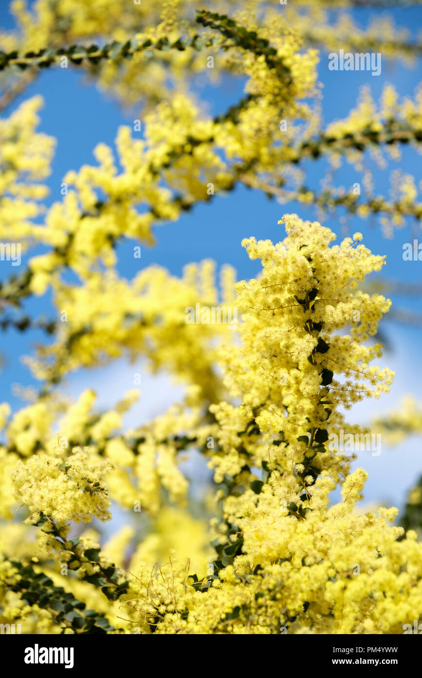 Gelbe Blumen aus Akazienholz Pravissima, Öfen wattle oder Keil-leaved Wattle im Frühjahr Stockfoto