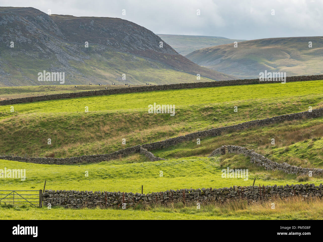 North Pennines AONB Landschaft. Cronkley Narbe von Langdon Beck im hellen Sonnenschein am frühen Abend Stockfoto